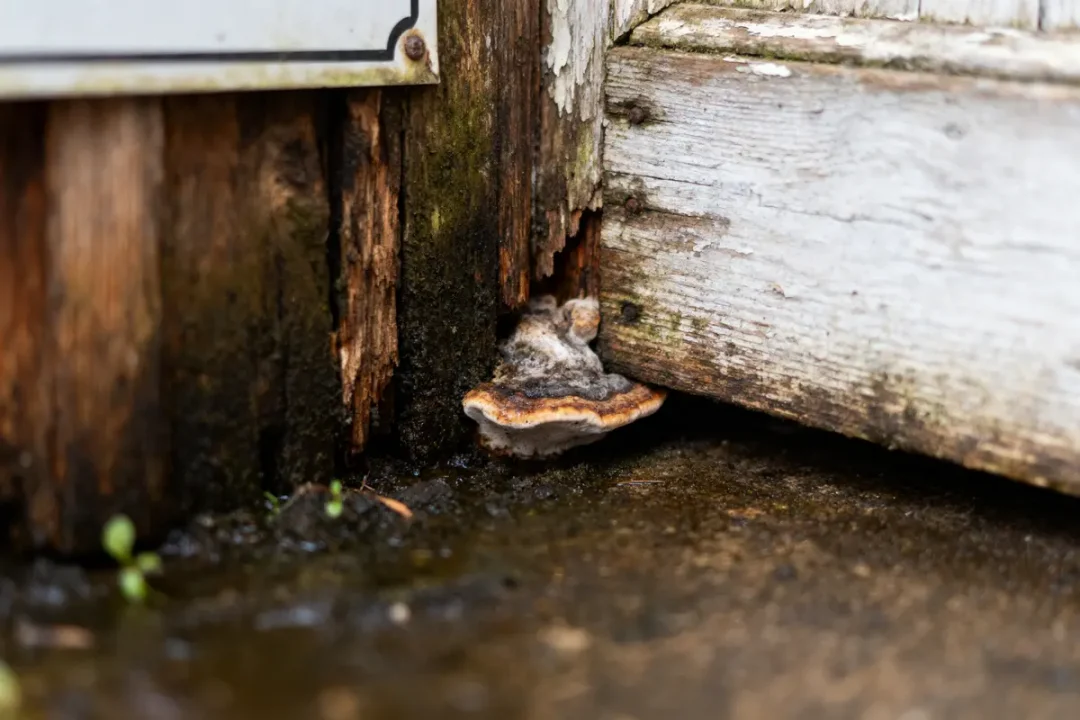 Champignon poussant sur bois humide et décomposé, près de structures en bois détériorées.
