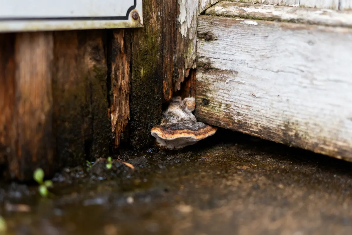 Champignon poussant sur bois humide et décomposé, près de structures en bois détériorées.
