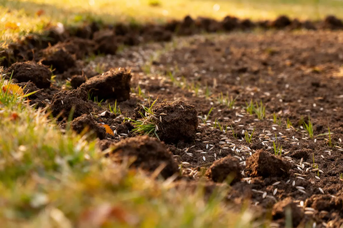 Terre labourée avec semences dispersées, brins d'herbe naissants et lumière douce en arrière-plan.