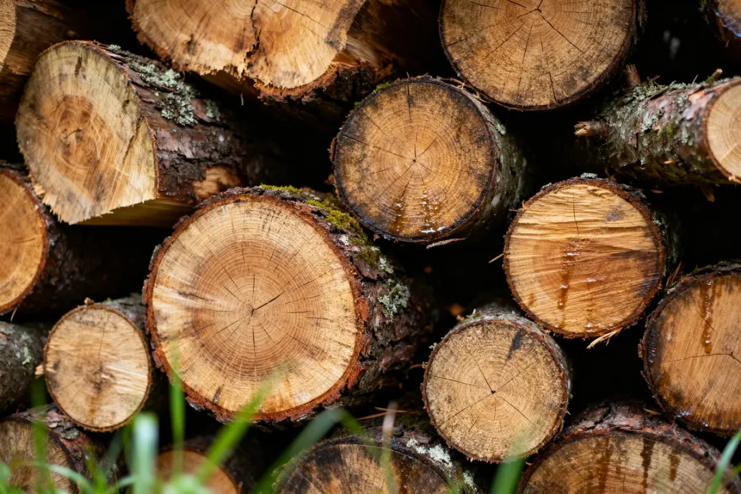 Bûches empilées coupées à 50 cm illustrant le prix du stère de bois en 50 cm