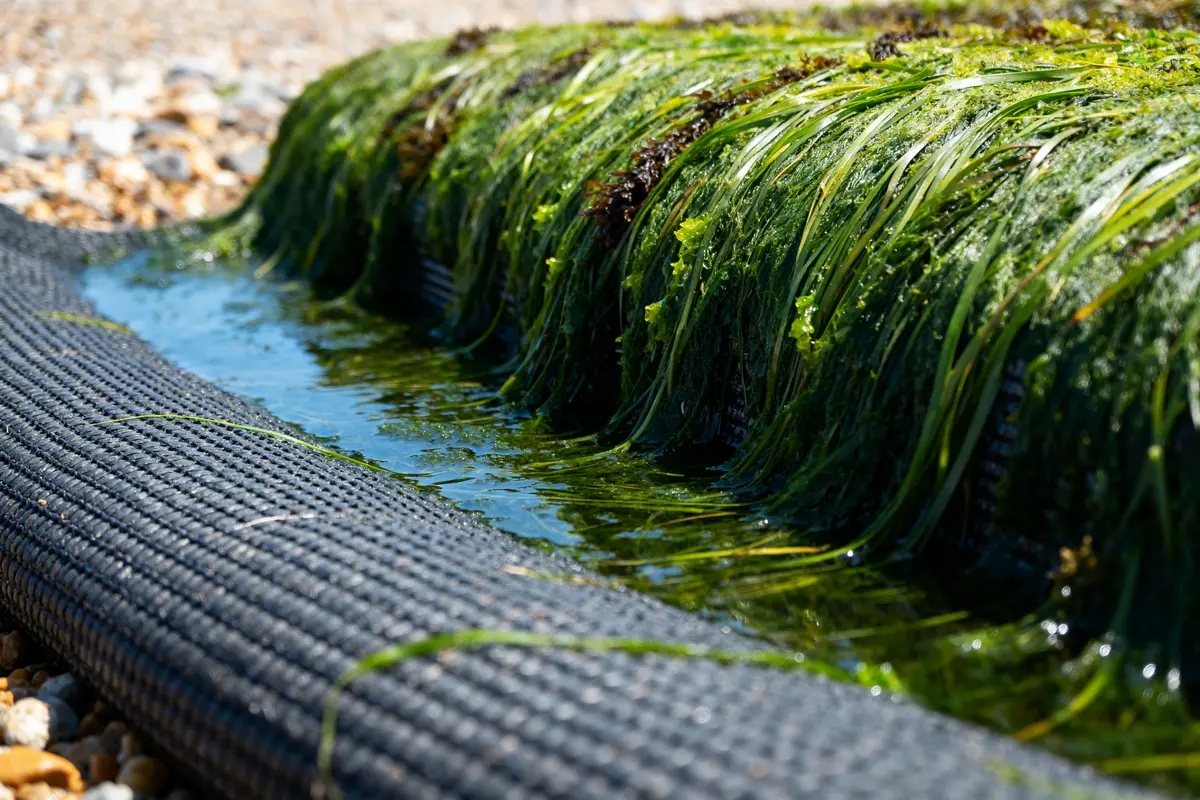 Algues marines vertes couvrant un filet en mer pour culture de jonc marin